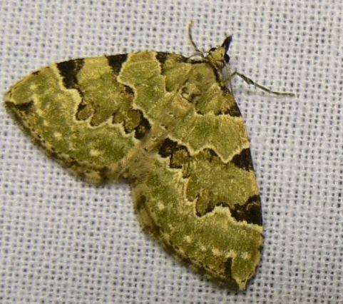 kleine groenbandspanner.jpg - Kleine groenbandspanner -  Colostygia pectinataria